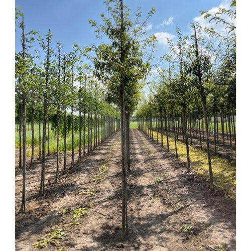 Rönnbärsapel - Malus toringo 'Brouwers Beauty' 12-14  HS,