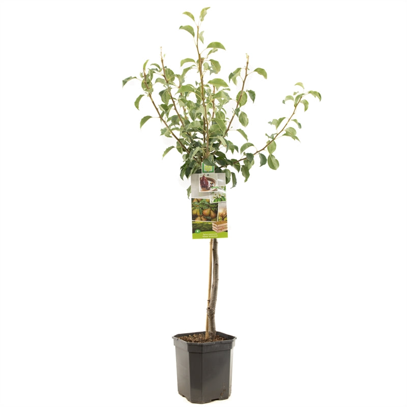 Pyrus communis &