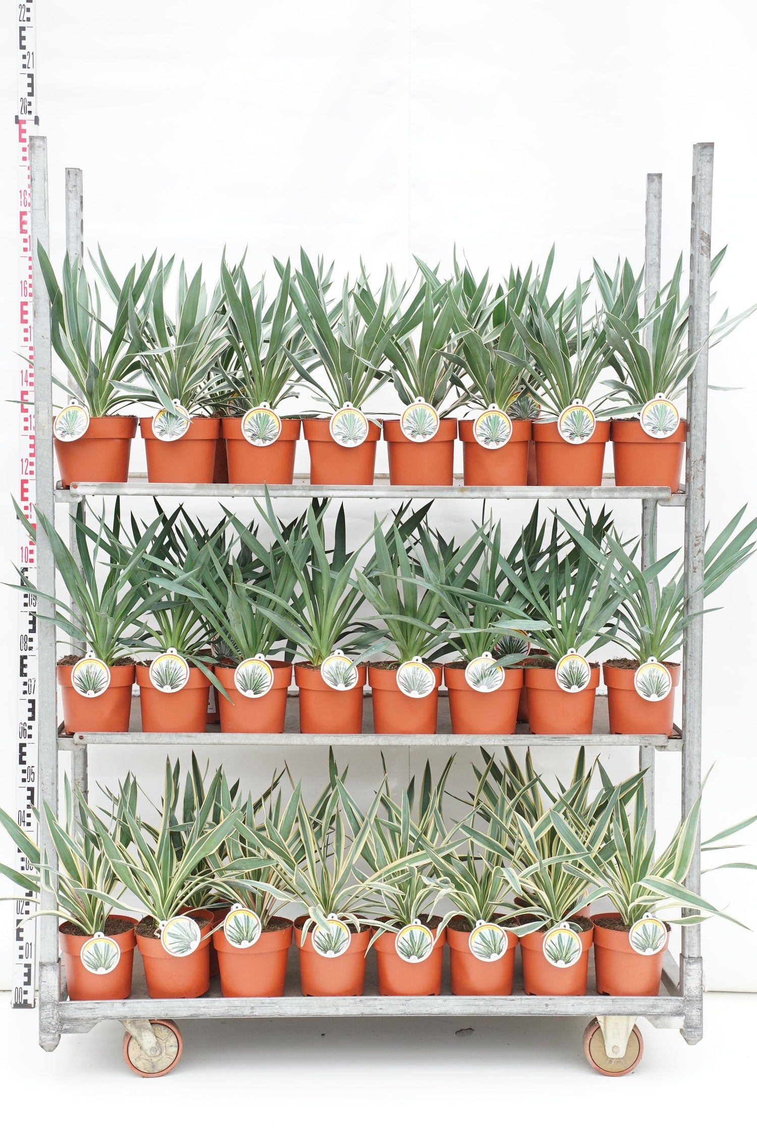 Palmlilja in cultivars - C2/P17 35-40 CM