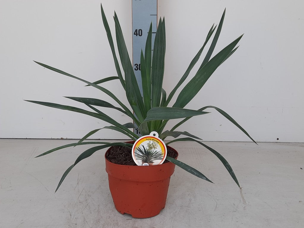 Yucca gloriosa C2 (2 liters kruka) 35-40 cm