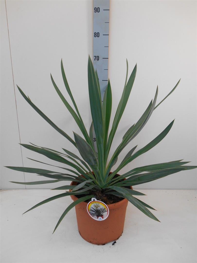 Palmlilja gloriosa - C7,5/P26 40-50 CM