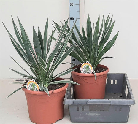 Yucca gloriosa 'Silver Variegata'