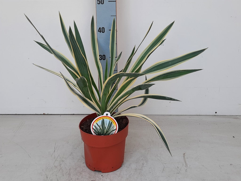 Palmlilja gloriosa &