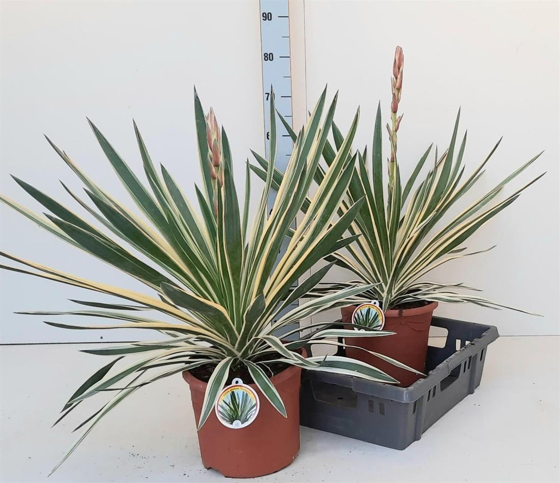 Palmlilja gloriosa &