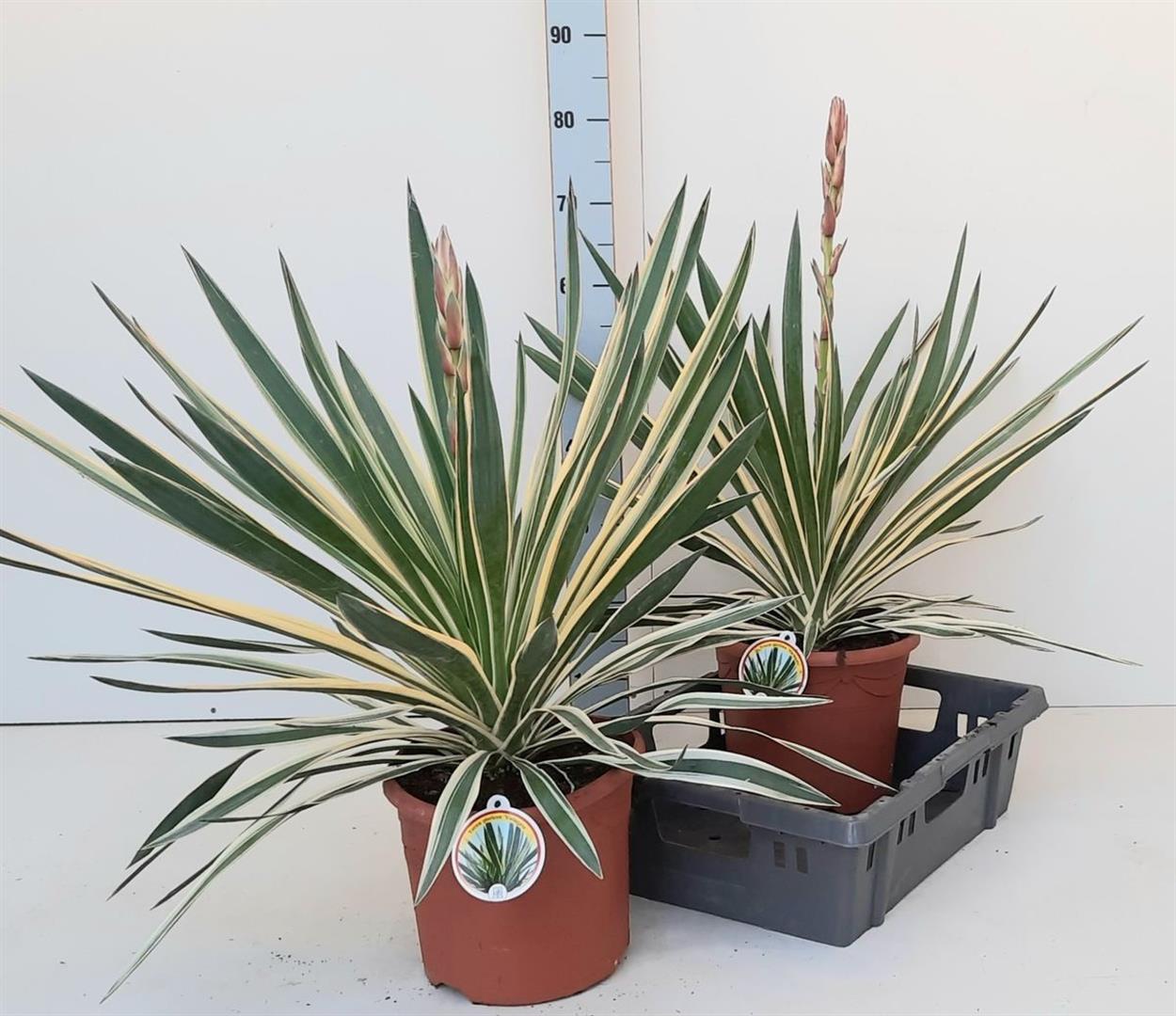 Palmlilja gloriosa &