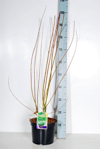 Acer palmatum C4 (4 liters kruka) 60-70 cm