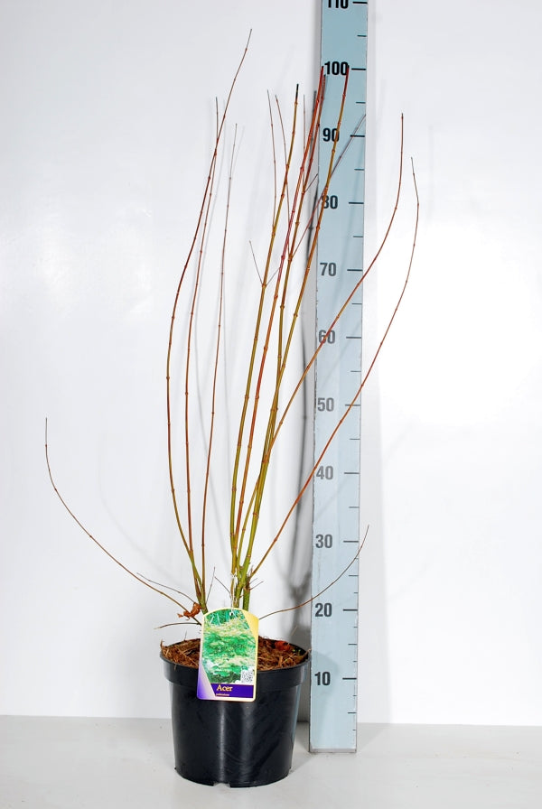 Acer palmatum 60-70 cm C4 (4 liters kruka)