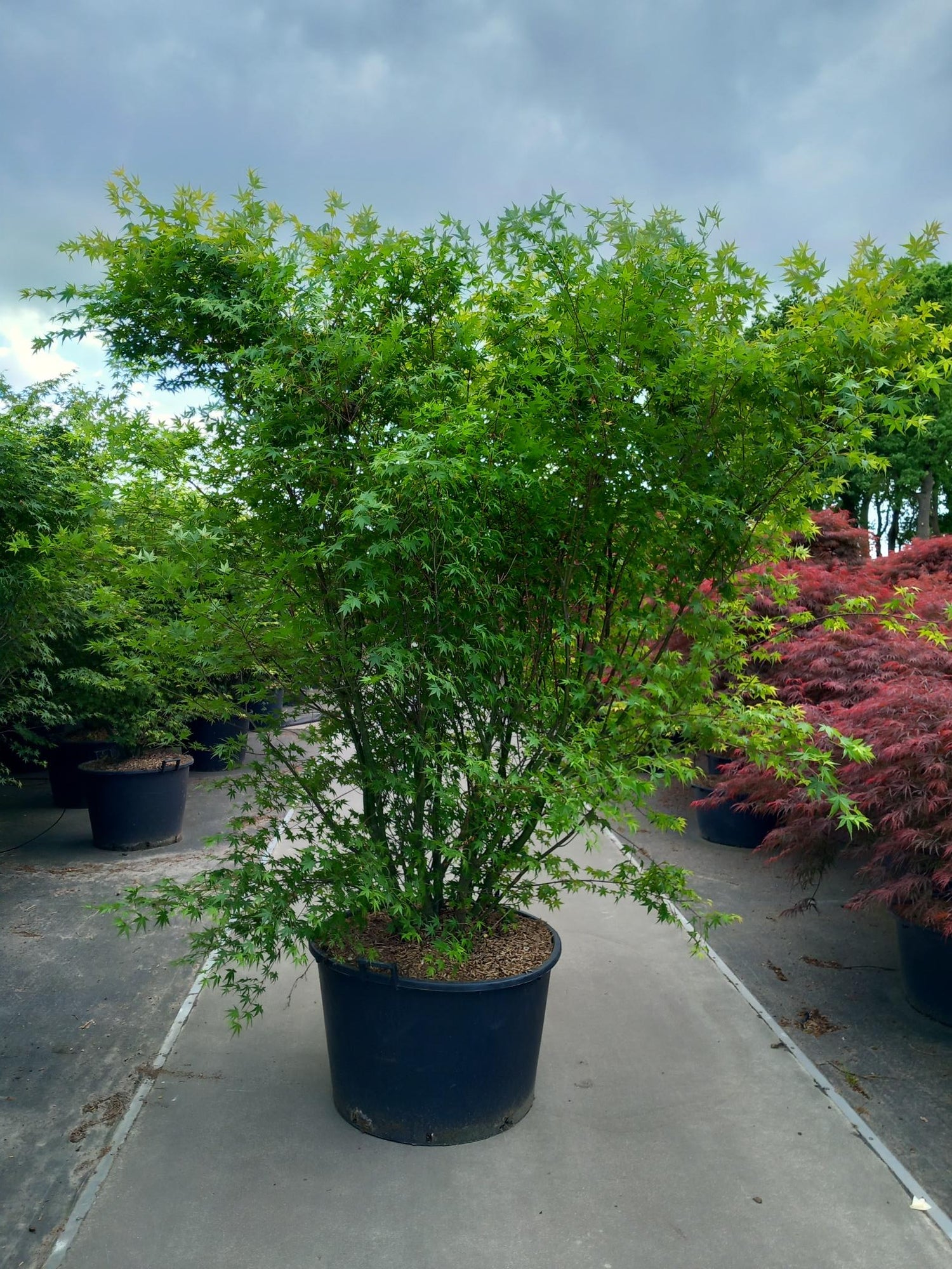 Lönn palmatum - C160 200-225 CM