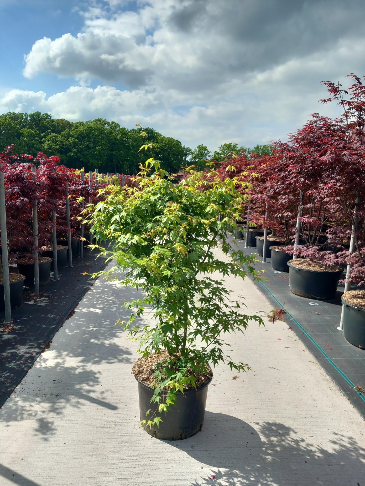 Lönn palmatum - C35 100-125 CM
