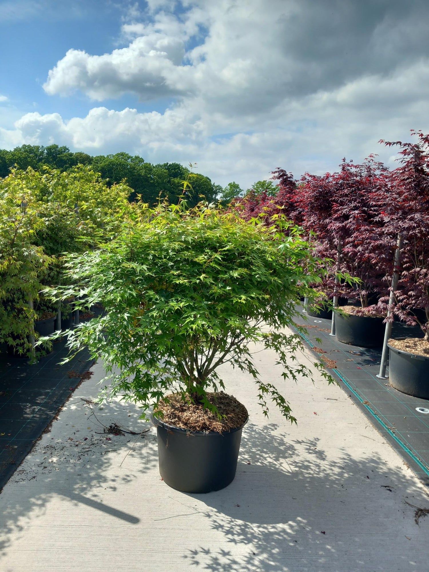 Lönn palmatum - C50 120-140 CM