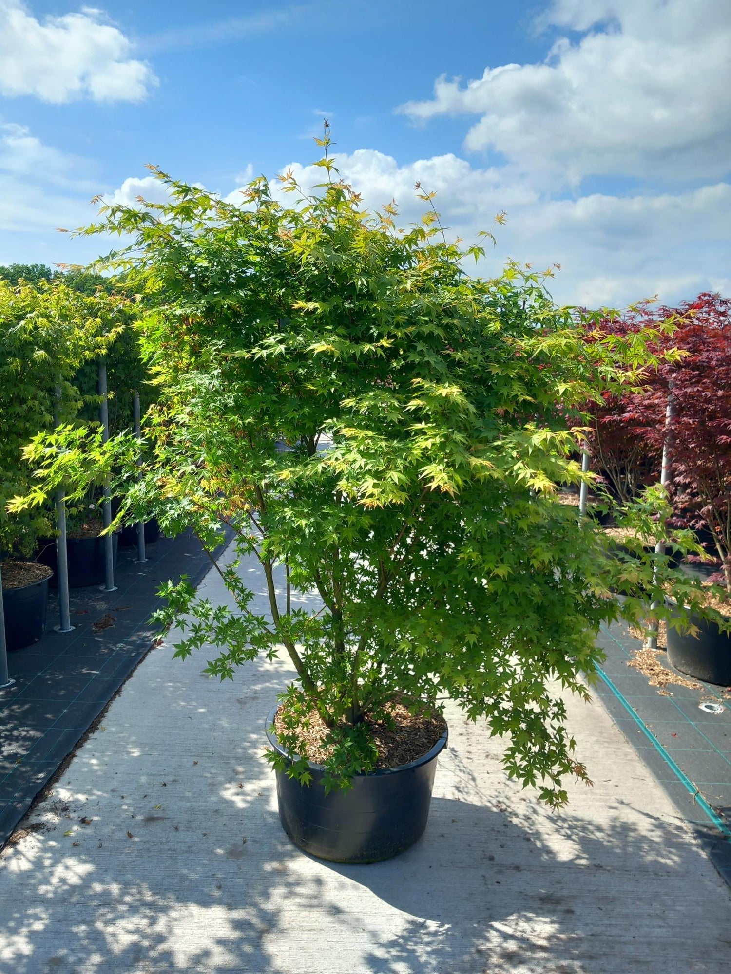 Lönn palmatum - C65 140-160 CM