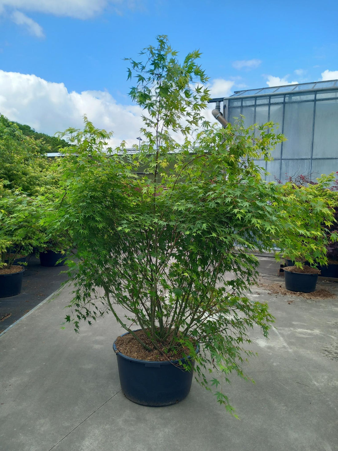 Lönn palmatum - C90 160-180 CM