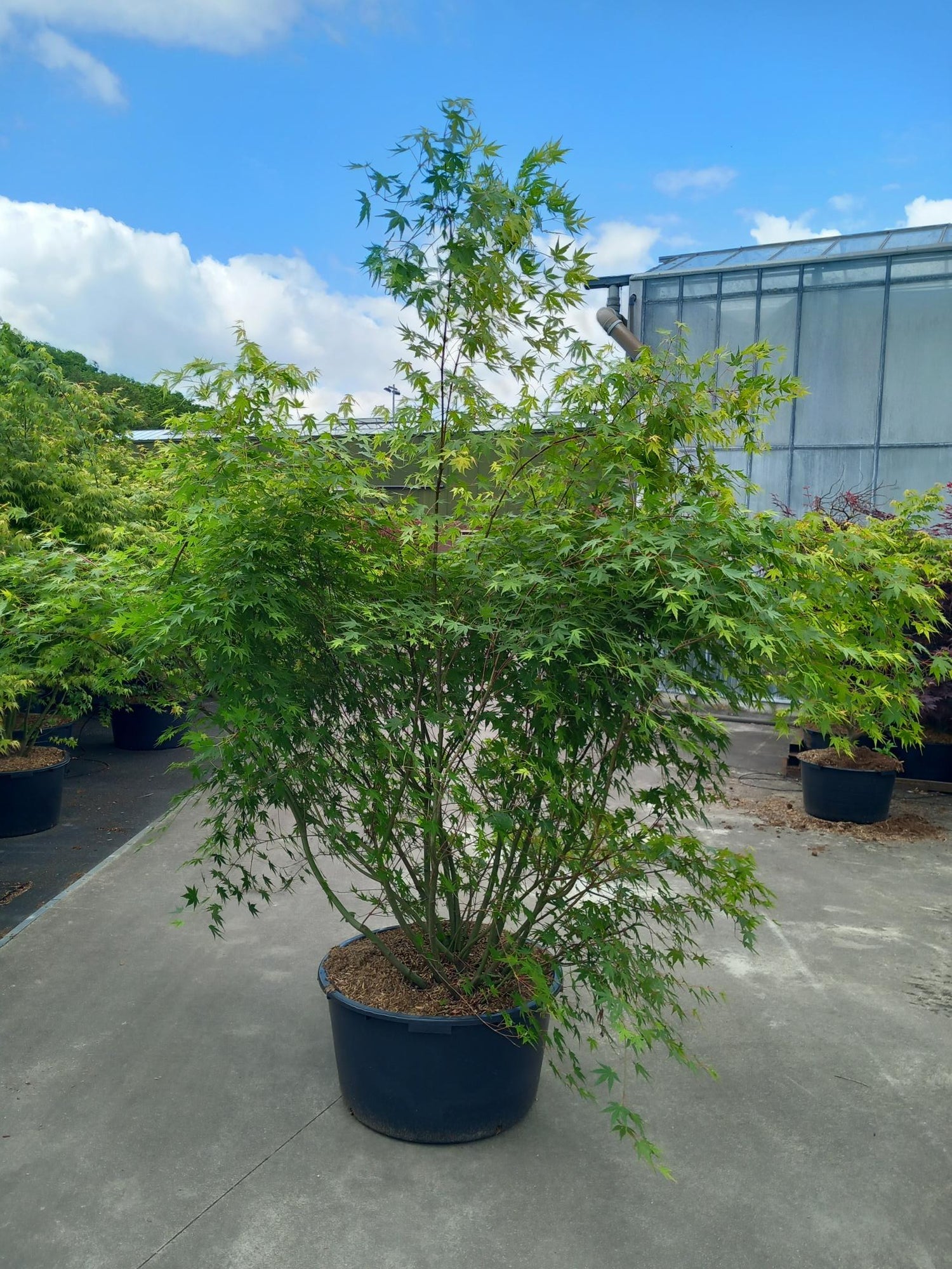 Lönn palmatum - C90 160-180 CM