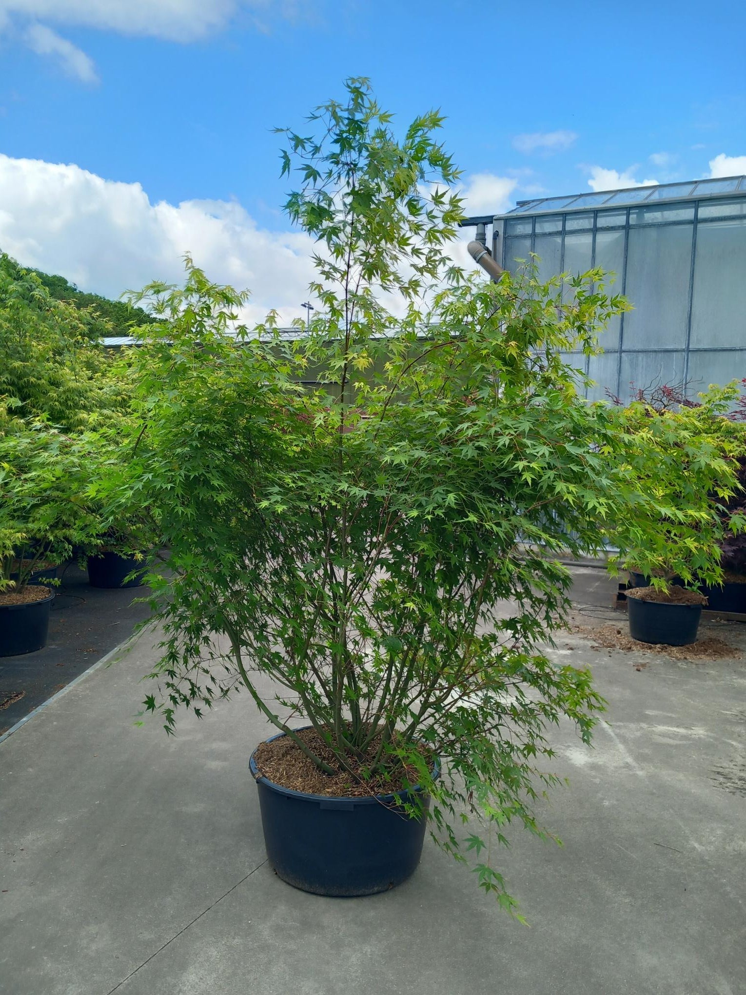 Lönn palmatum - C90 160-180 CM