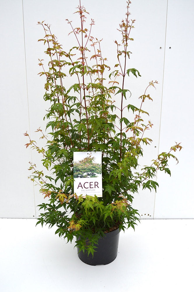 Acer palmatum C10 (10 liters kruka) 80+ cm