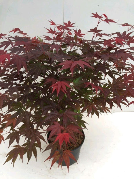 Acer pal. 'Atropurpureum'