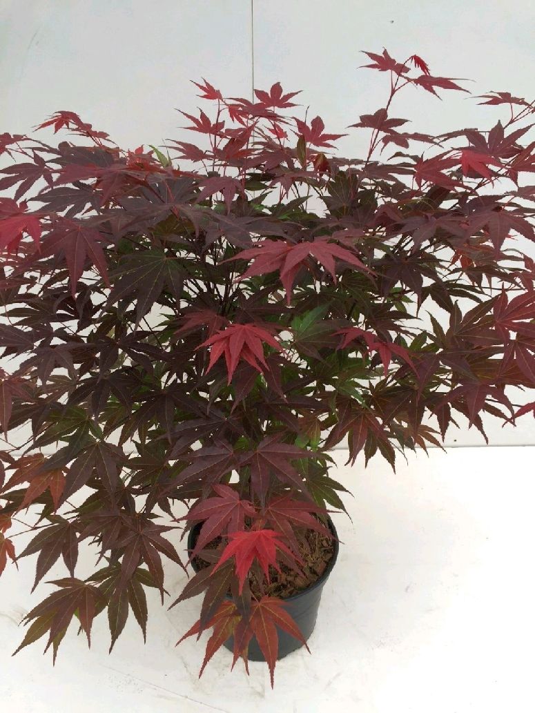 Japansk lönn Acer pal. &