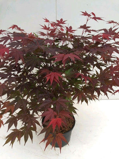 Acer palmatum &