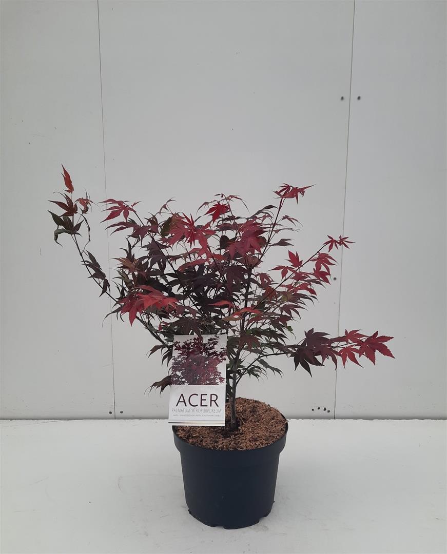 Acer palmatum &
