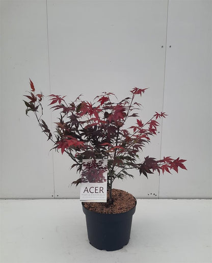 Acer palmatum &