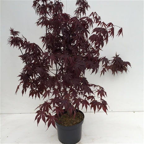 Acer kaveri. "Bloodgood"