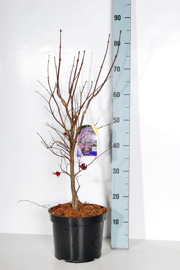 Acer palmatum &
