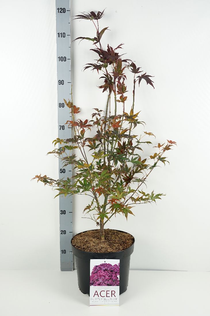 Acer palmatum &