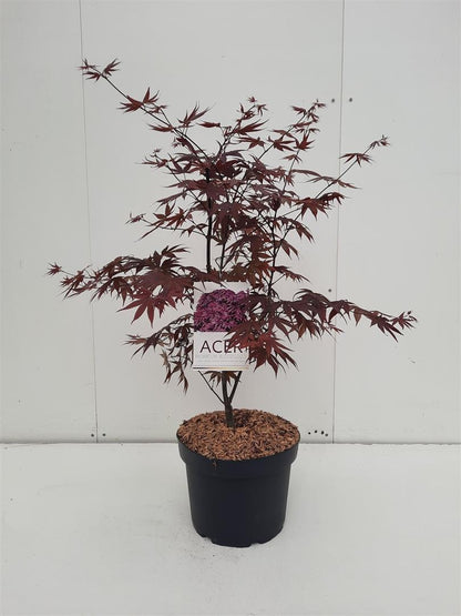 Acer palmatum &