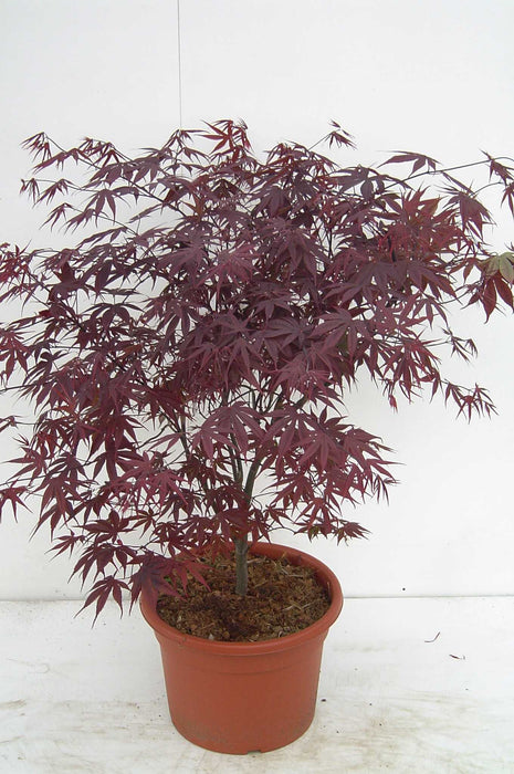 Acer kaveri. "Bloodgood"