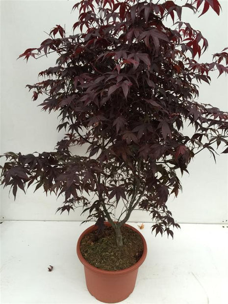 Acer pal. 'Bloodgood'