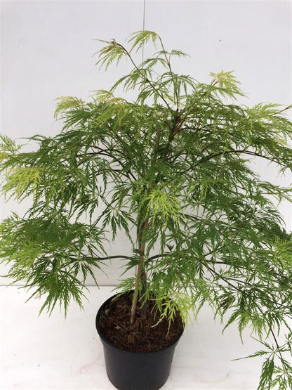 Acer palmatum &