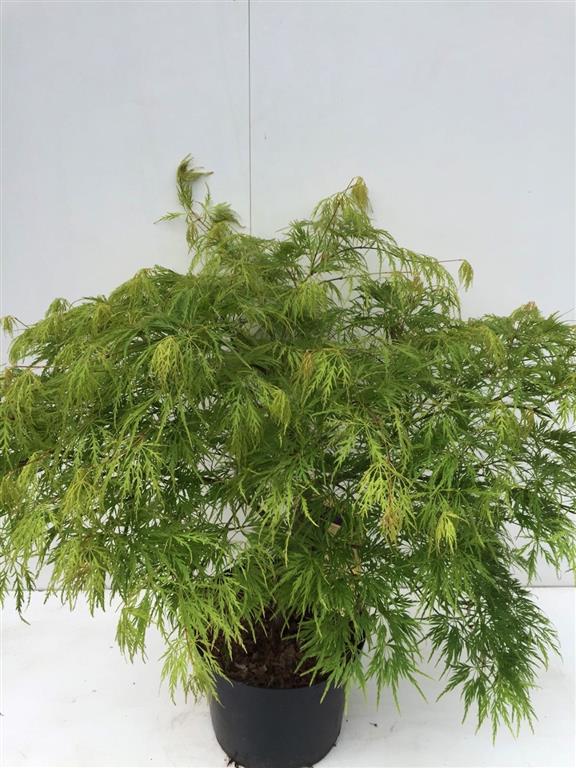 Acer palmatum &