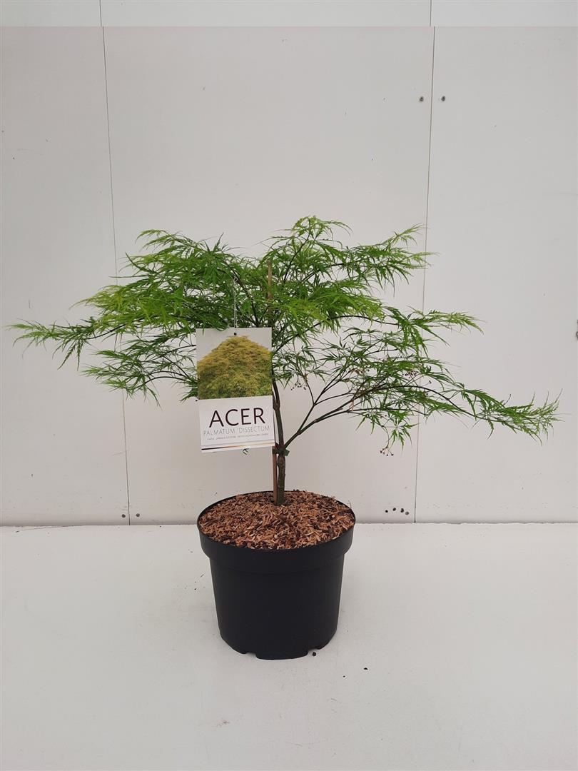 Acer palmatum &