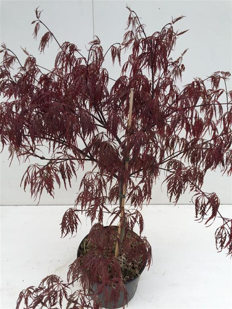 Acer kaveri. 'lanka'