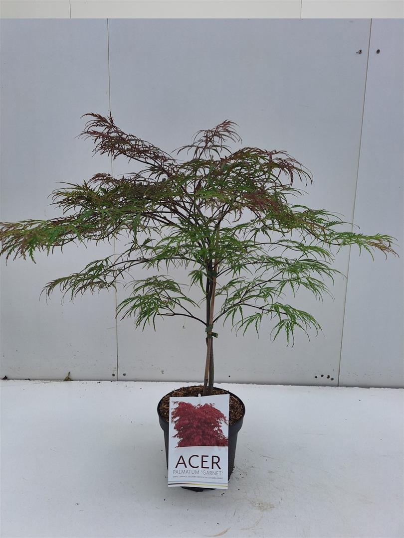Japansk lönn Acer palmatum &