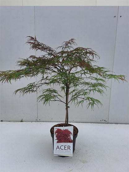 Acer palmatum &