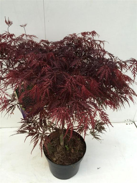 Acer kaveri. 'lanka'