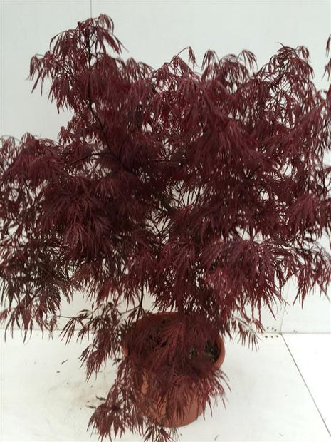 Acer pal. 'Garnet'