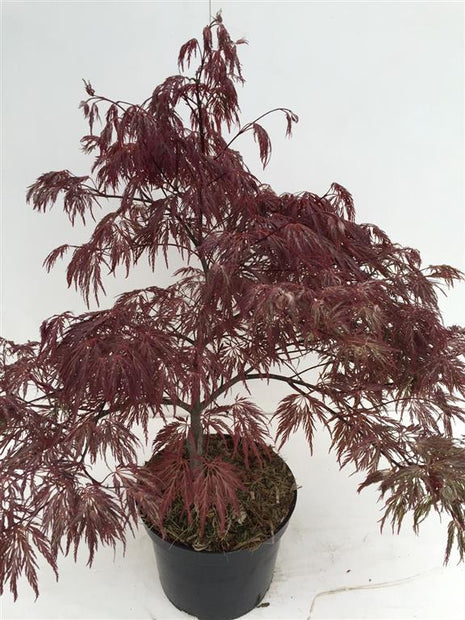 Acer kaveri. "Inaba-shidare"