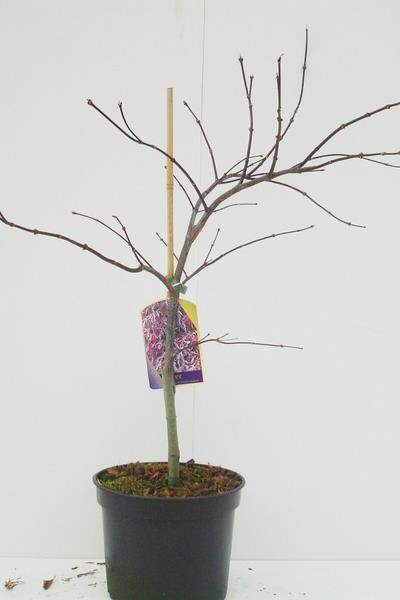 Acer palmatum &
