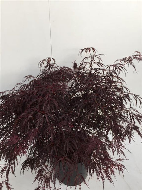 Acer kaveri. "Inaba-shidare"