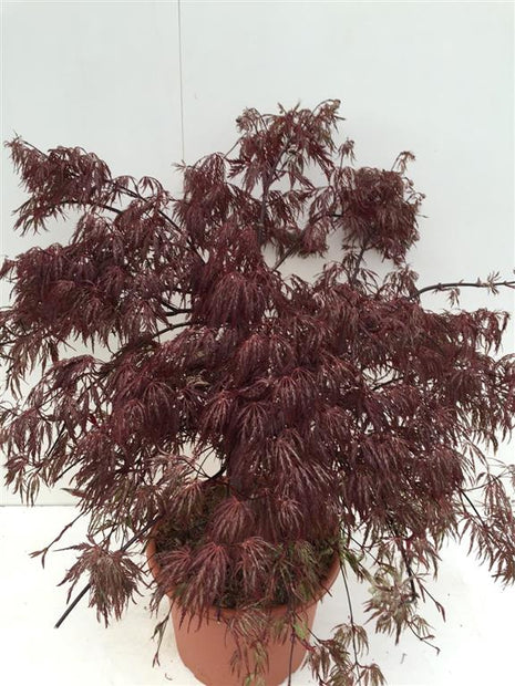 Acer pal. 'Inaba-shidare'