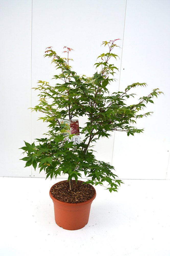 Acer palmatum &
