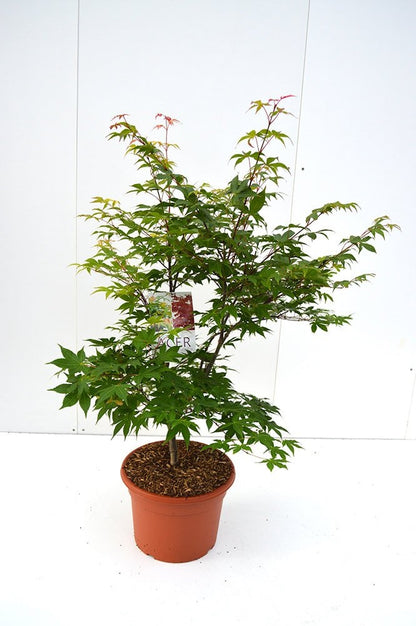 Acer palmatum &