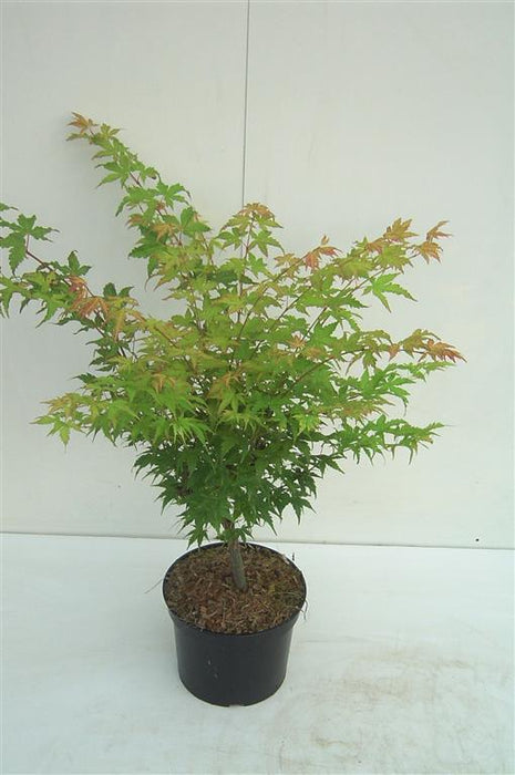 Acer pal. 'Sangokaku'