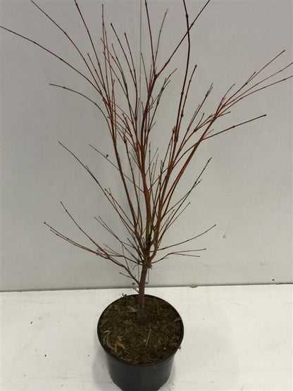Acer palmatum &