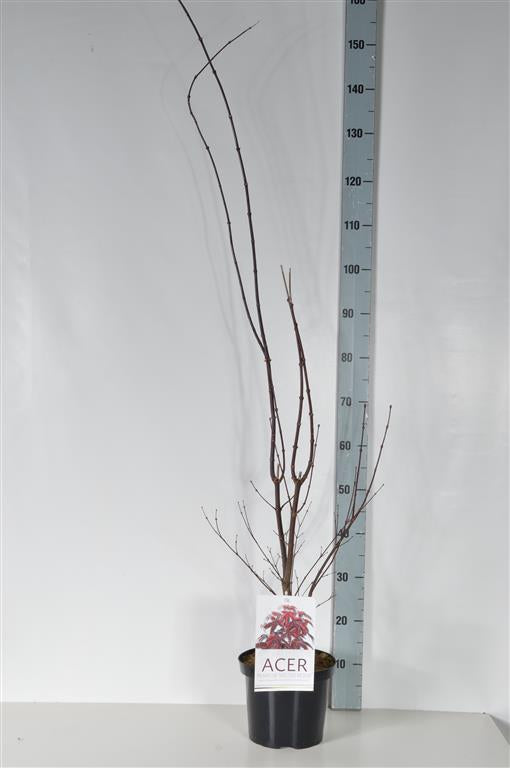TW-1412408
