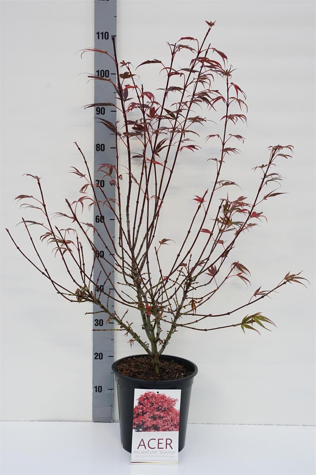 Acer palmatum &
