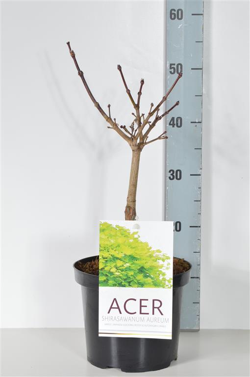Acer shirasawanum &