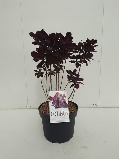 Cotinus coggygria &